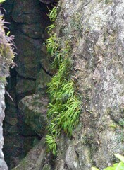 Notogrammitis billardierei