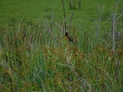 Pseudoleistes virescens