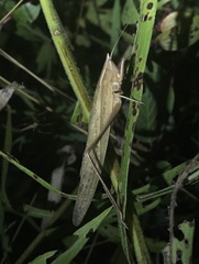 Neoconocephalus ensiger