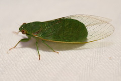 Chlorocysta vitripennis