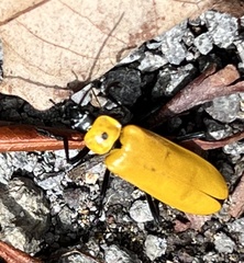 Chauliognathus heros