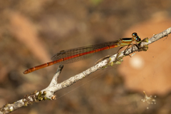 Argiocnemis rubescens