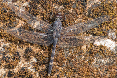 Bradinopyga geminata