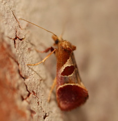 Choristis discotypa