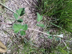 Rubus parvifolius