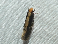 Monopis crocicapitella
