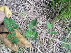 Rubus parvifolius