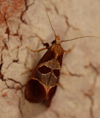 Choristis discotypa