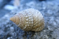 Cenchritis muricatus