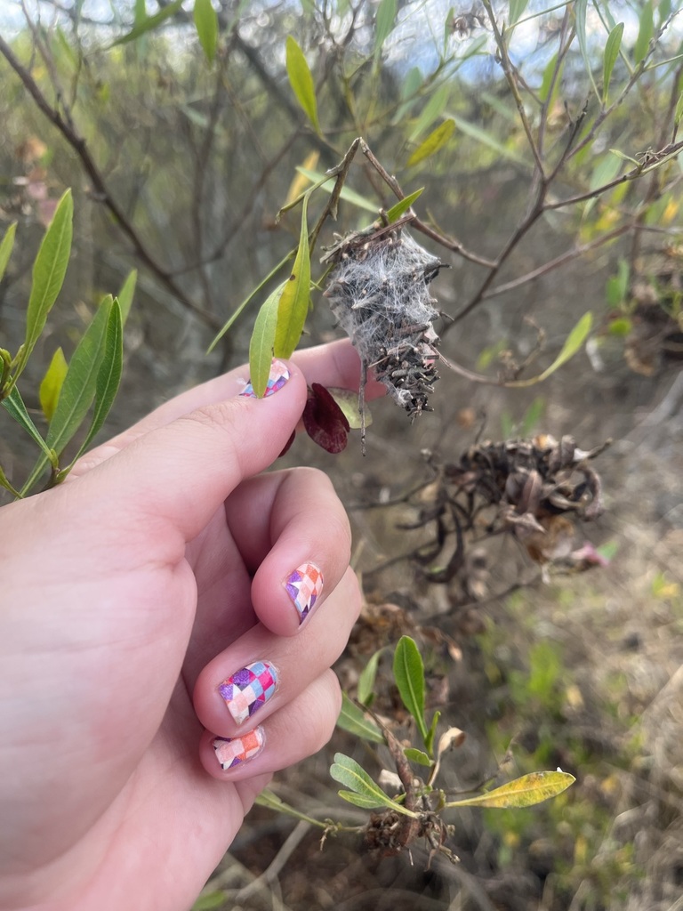 Oiketicus platensis from Quito Airport Pond on October 2, 2022 at 0759