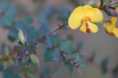 Pultenaea spinosa