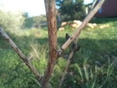 Asphodelus ramosus