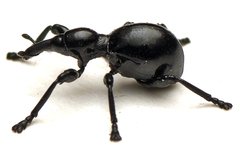 Rhynolaccus formicarius