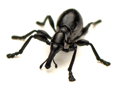 Rhynolaccus formicarius