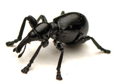 Rhynolaccus formicarius