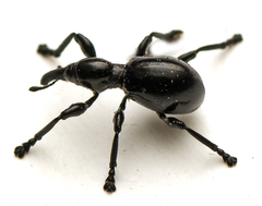 Rhynolaccus formicarius