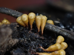 Hemitrichia clavata