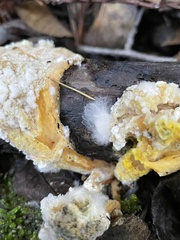 Hypomyces microspermus