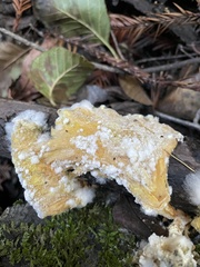 Hypomyces microspermus