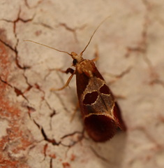 Choristis discotypa