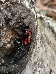 Tulasnella aurantiaca