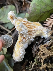 Hypomyces microspermus