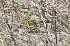 Pheucticus chrysogaster
