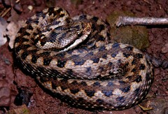 Vipera aspis zinnikeri