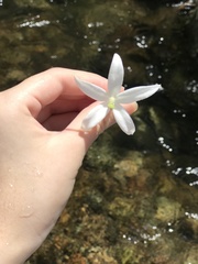Hippobroma longiflora