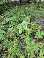 Lantana involucrata