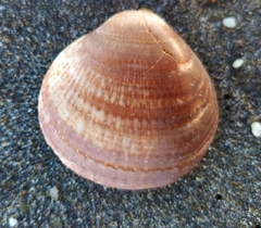 Glycymeris glycymeris