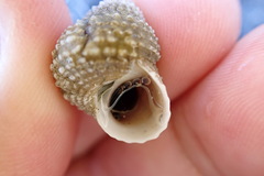 Cenchritis muricatus