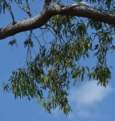 Corymbia clarksoniana