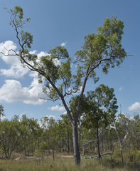 Corymbia clarksoniana