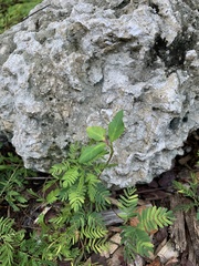 Lantana involucrata