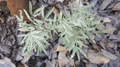 Astragalus australis