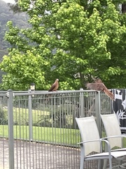 Macropygia phasianella