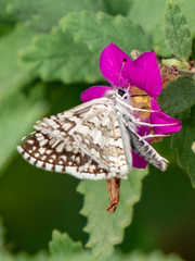 Burnsius communis
