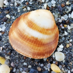 Glycymeris glycymeris