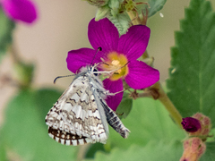 Burnsius communis