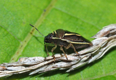 Mormidea lugens