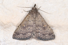 Hypenula cacuminalis