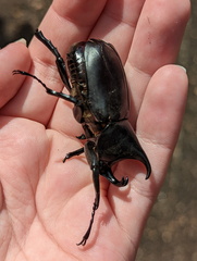 Xylotrupes australicus