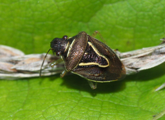 Mormidea lugens