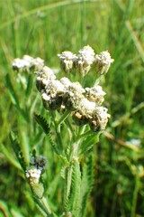 Achillea alpina