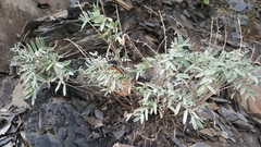 Astragalus australis