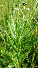 Achillea alpina