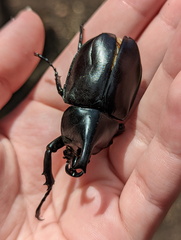 Xylotrupes australicus