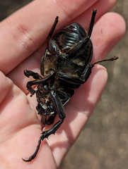 Xylotrupes australicus