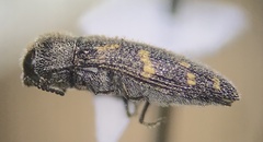 Acmaeodera neglecta